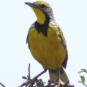 Yellow-throated Longclaw